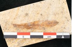 Foto (Detailansicht) von Prosopis kymeana Unger (NHMW-GEO-2024-0188-8190)